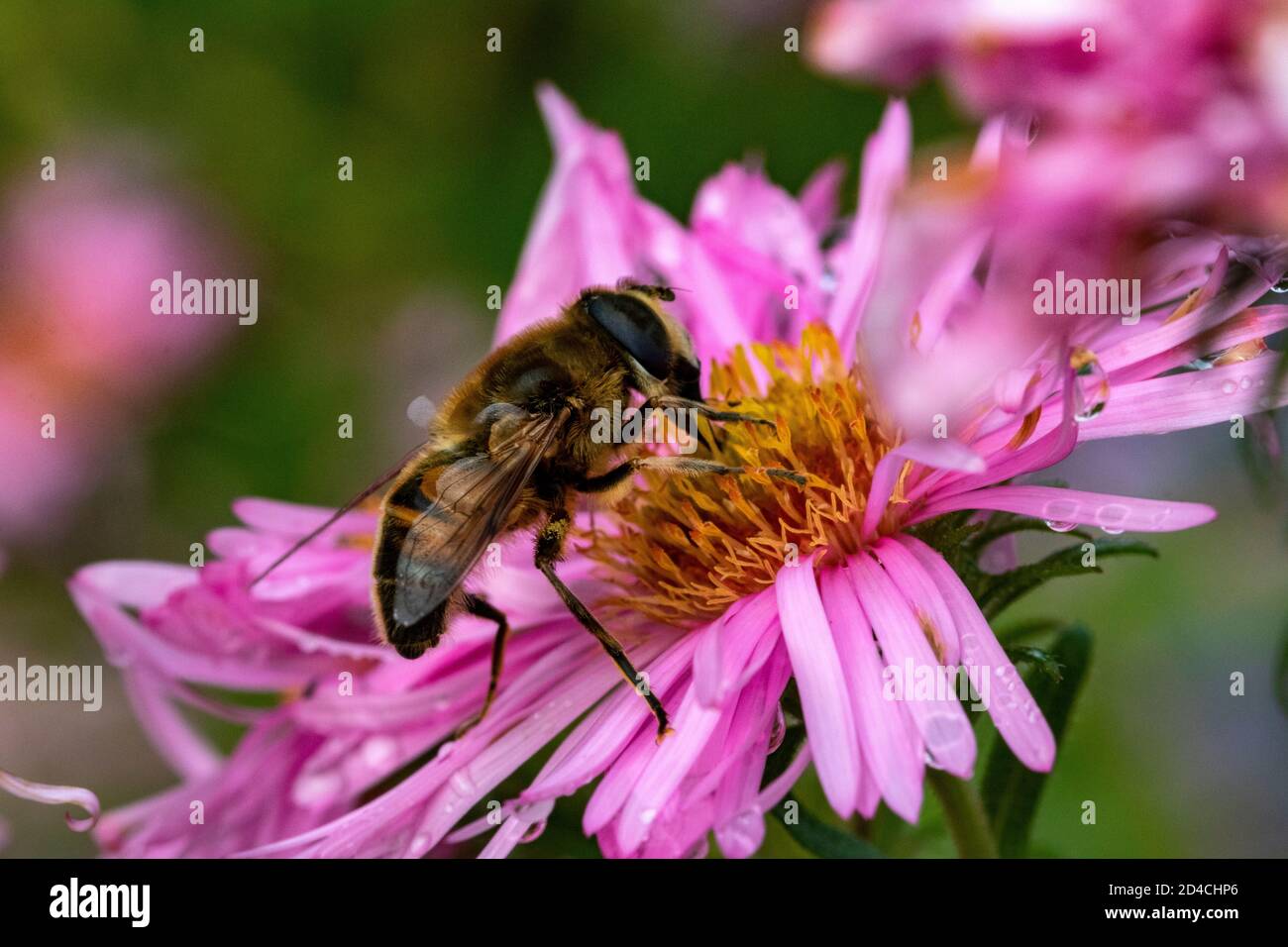 Farbenfrohe, Nahaufnahme Seitenansicht Detail einer Drohnen-Hover-Fliege (Eristalis tenax), die an einem warmen Oktobertag an einer rosa Gartenblume füttert. Stockfoto