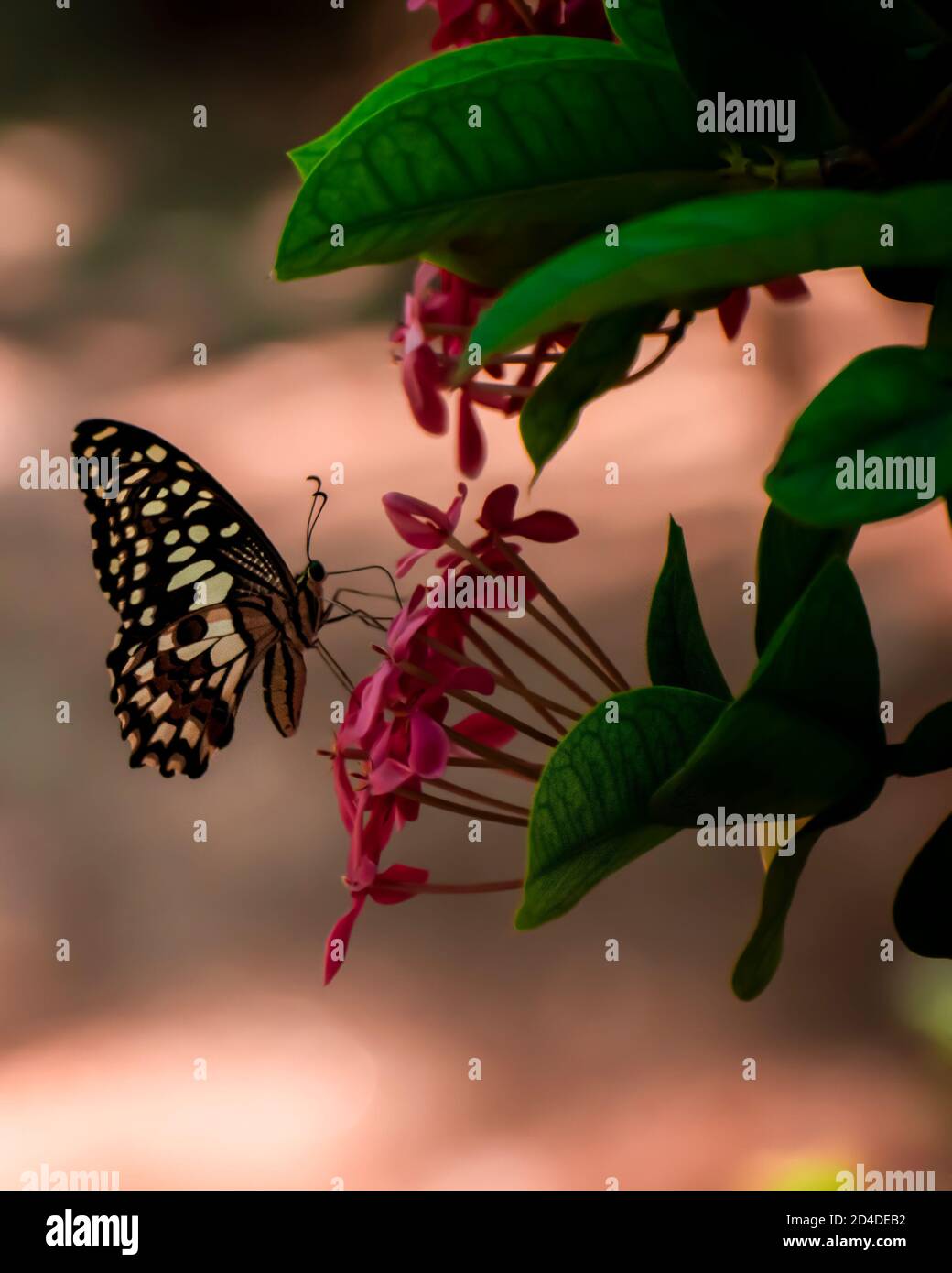 Bunte Schmetterling auf einer Blume suchen schön und Attraktive Aufnahme in einem Garten / Park Stockfoto