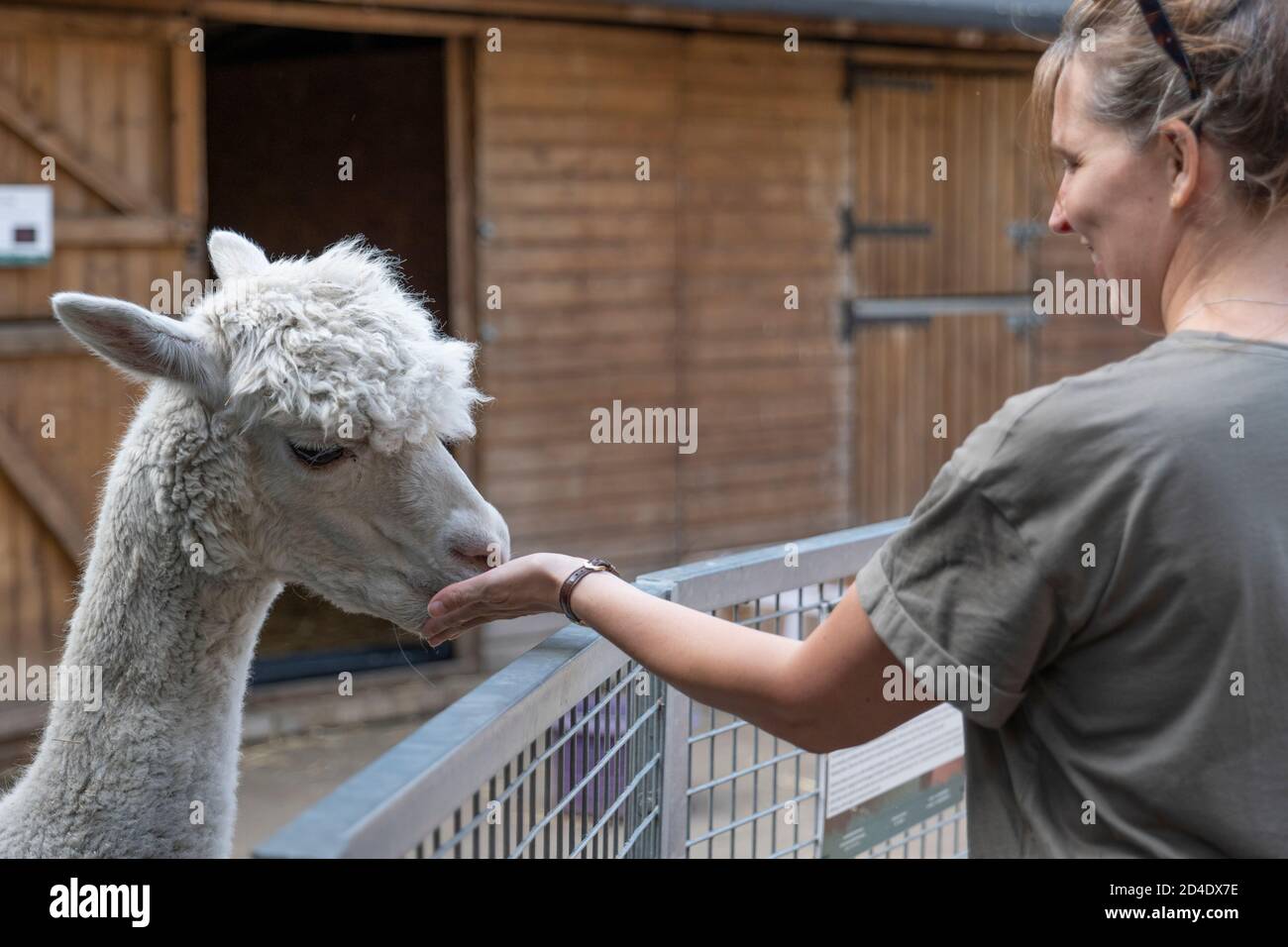 Am 22. September 2020 füttert eine Frau einen Alpaka auf der Vauxhall City Farm in Vauxhall im Vereinigten Königreich. Foto von Sam Mellish Stockfoto