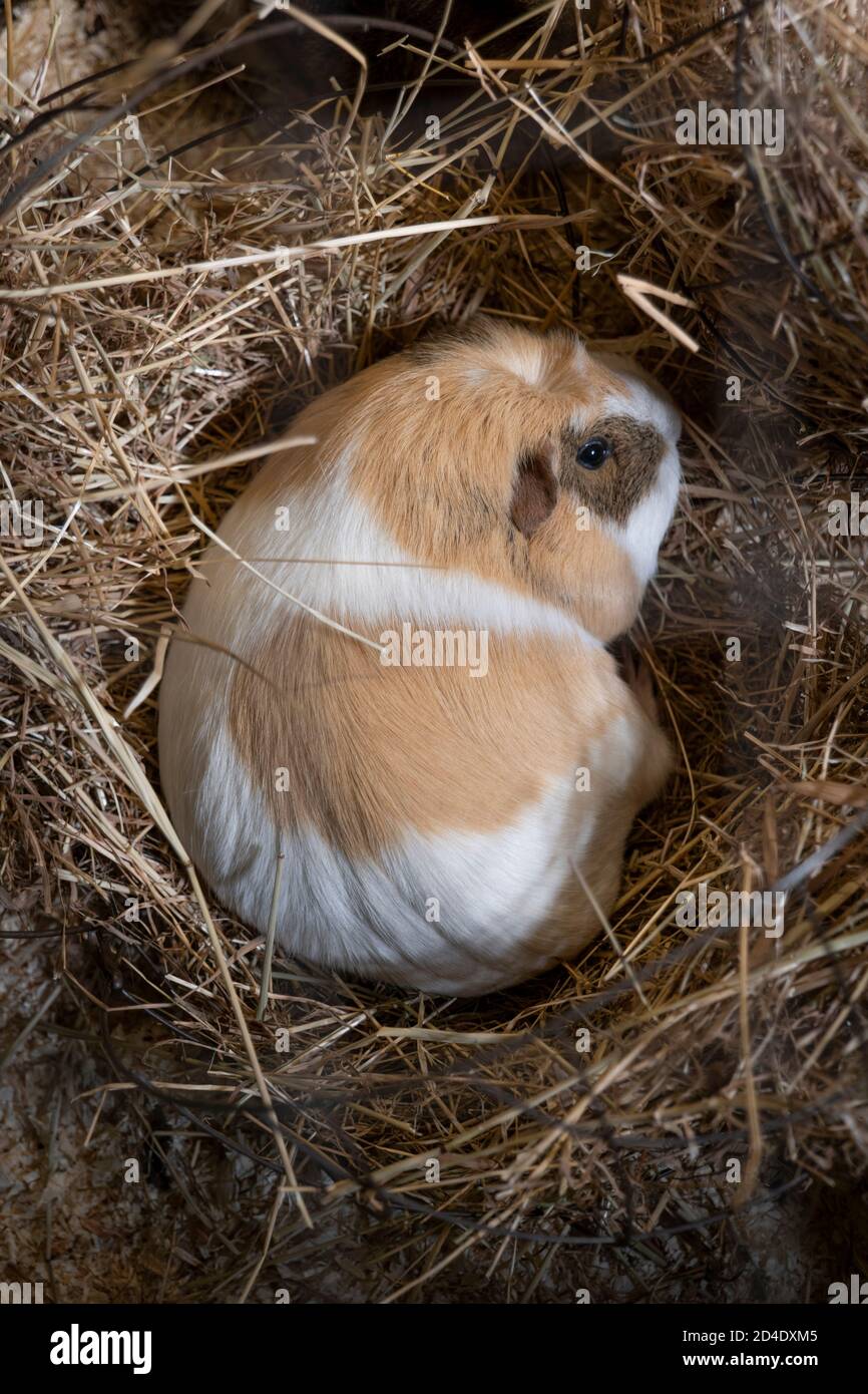 Ein schlafender Meerschweinchen auf einem Strohbett auf der Vauxhall City Farm am 22. September 2020 in Vauxhall im Vereinigten Königreich. Foto von Sam Mellish Stockfoto