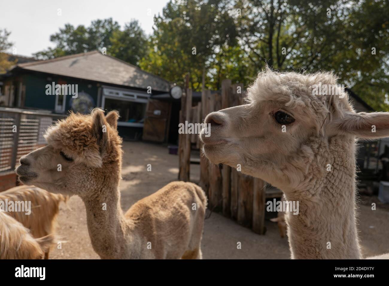 Alpaca auf der Vauxhall City Farm am 22. September 2020 in Vauxhall im Vereinigten Königreich. Foto von Sam Mellish Stockfoto