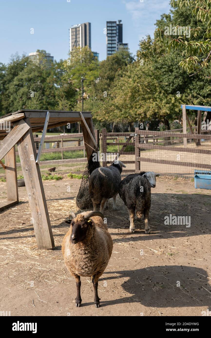 Schafe auf der Vauxhall City Farm am 22. September 2020 in Vauxhall im Vereinigten Königreich. Foto von Sam Mellish Stockfoto