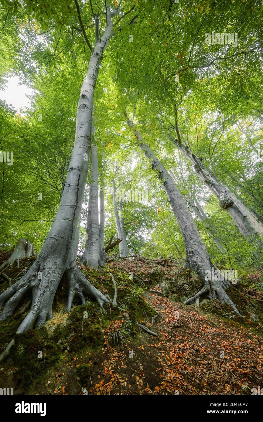 Alte Buchen auf einem Hügel mit Wurzeln, Stämmen und grünen Blättern in den Kronen von unten gesehen in einem verzauberten Wald, Kopierraum, ausgewählter Fokus Stockfoto