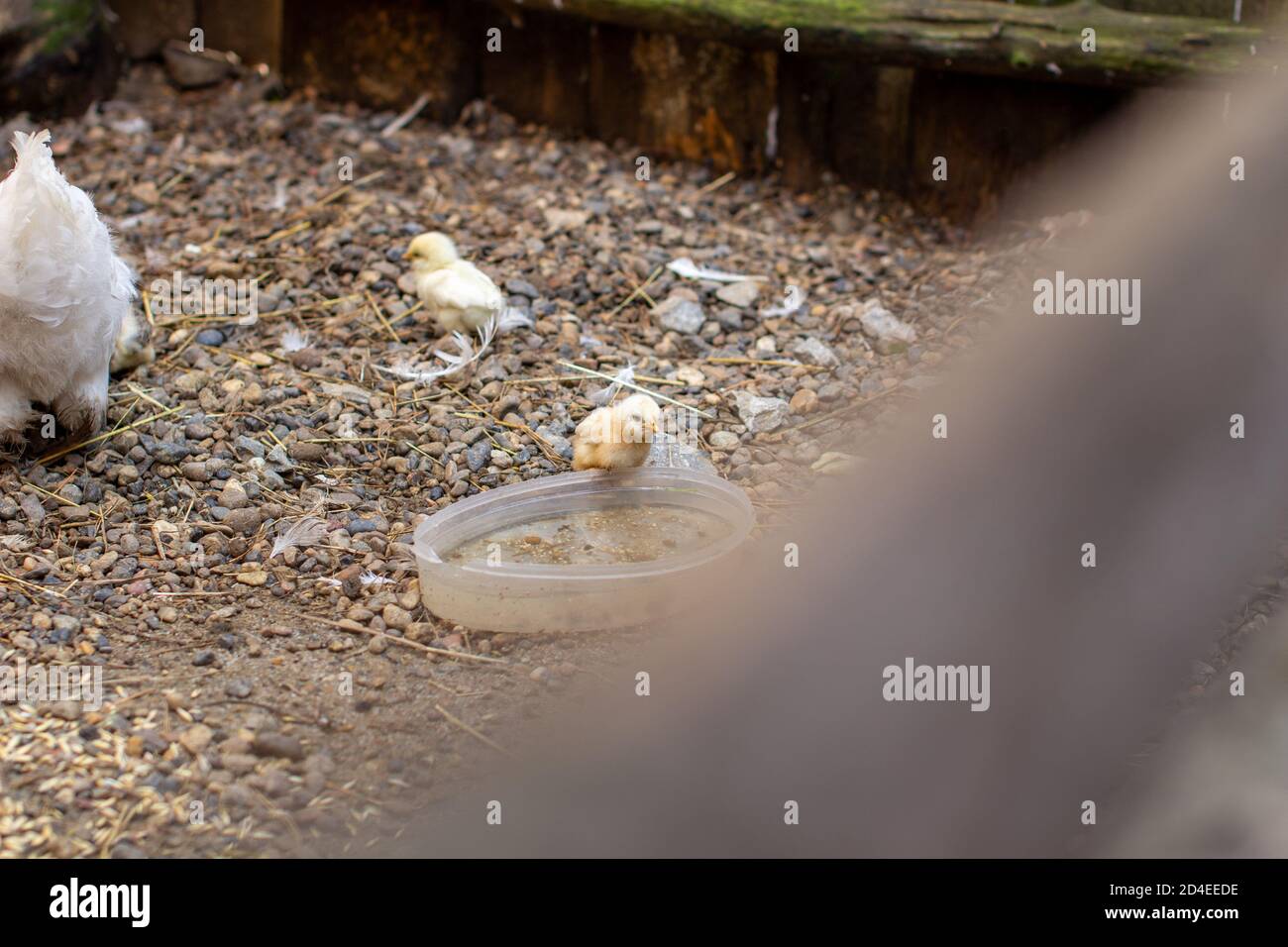Kleine Hühner und ein Huhn in einer Holzfeder. Hühner züchten. Stockfoto
