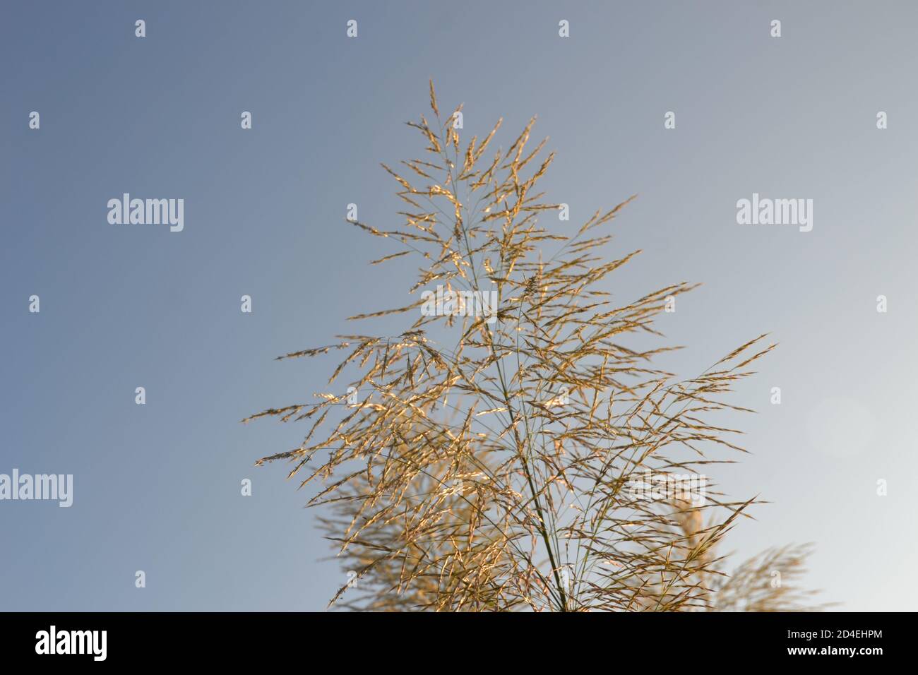 Pflanze vor dem Himmel Hintergrund Stockfoto