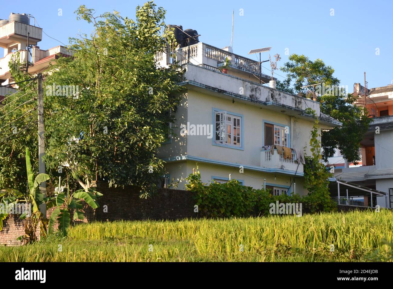 Grüne und gelbe Reisfelder mit Reisfeldern in der Nähe der Ernte in den Außenbezirken von Kathmandu Valley, Nepal. Stockfoto