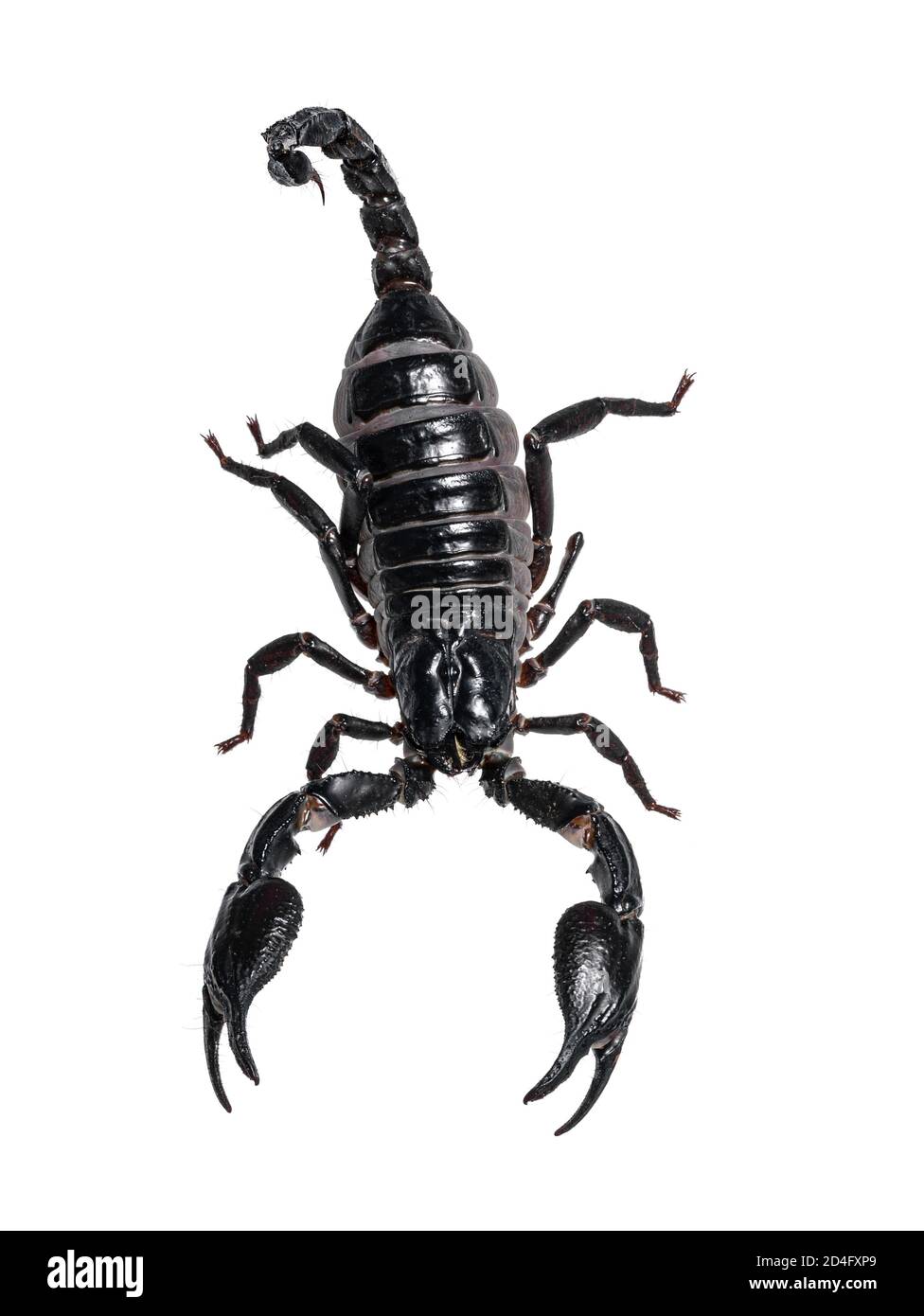 Draufsicht auf Asian Forest Scorpion aka Heterometrus Petersii. Isoliert auf weißem Hintergrund. Stockfoto