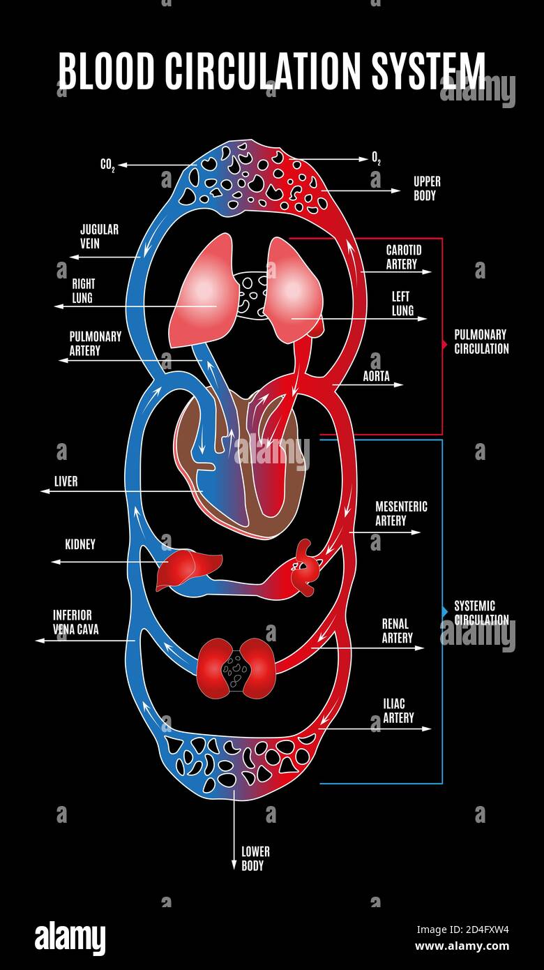Menschliches Kreislaufsystem. Diagramm des Kreislaufsystems mit Hauptteilen beschriftet. Illustration von großen und kleinen Kreisen der Blutzirkulation in flach Stock Vektor