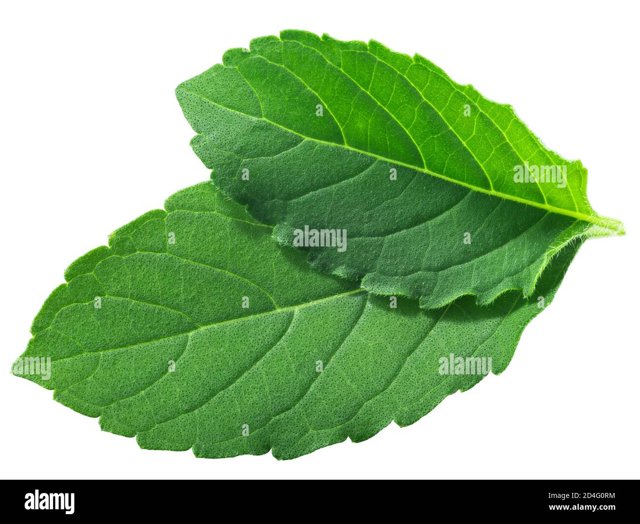 Rama tulsi Blätter (Ocimum tenuiflorum Laub) isoliert, Draufsicht Stockfoto