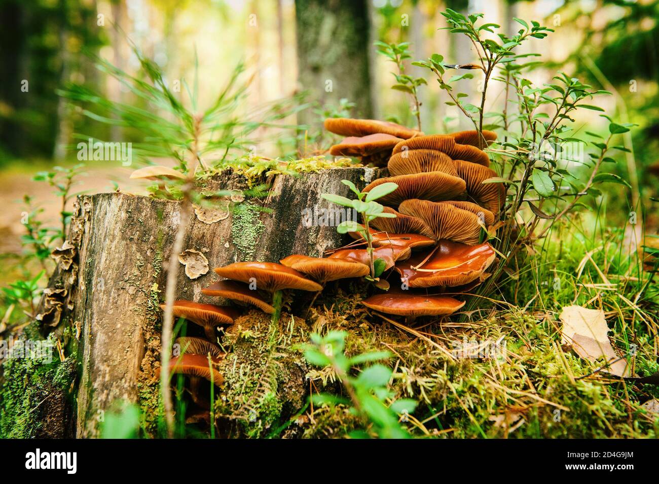 Waldpilze im Herbstwald mit Moos und Blättern Stockfoto