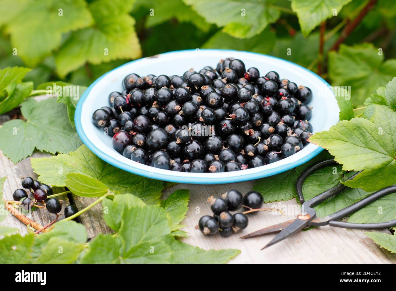 Ribes nigrum. Frisch gepflückte hausgemachte schwarze Johannisbeeren auf einem Gartentisch. VEREINIGTES KÖNIGREICH Stockfoto