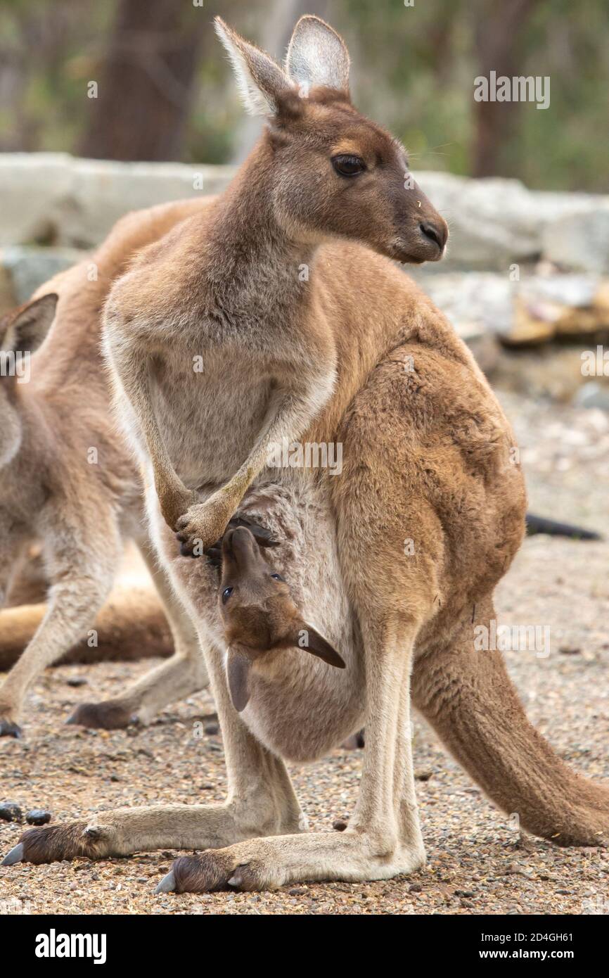 Westliches graues Känguru mit Joey im John Forrest National Park, Perth, Western Australia Stockfoto