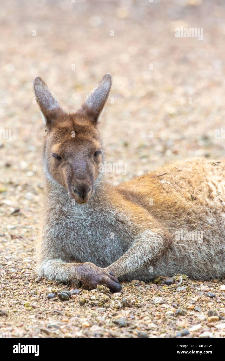 Legen Sie westliches graues Känguru im John Forrest National Park, Perth, Western Australia Stockfoto