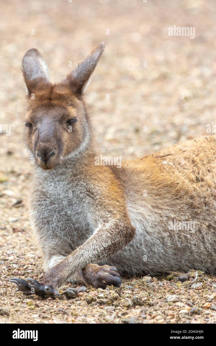 Legen Sie westliches graues Känguru im John Forrest National Park, Perth, Western Australia Stockfoto