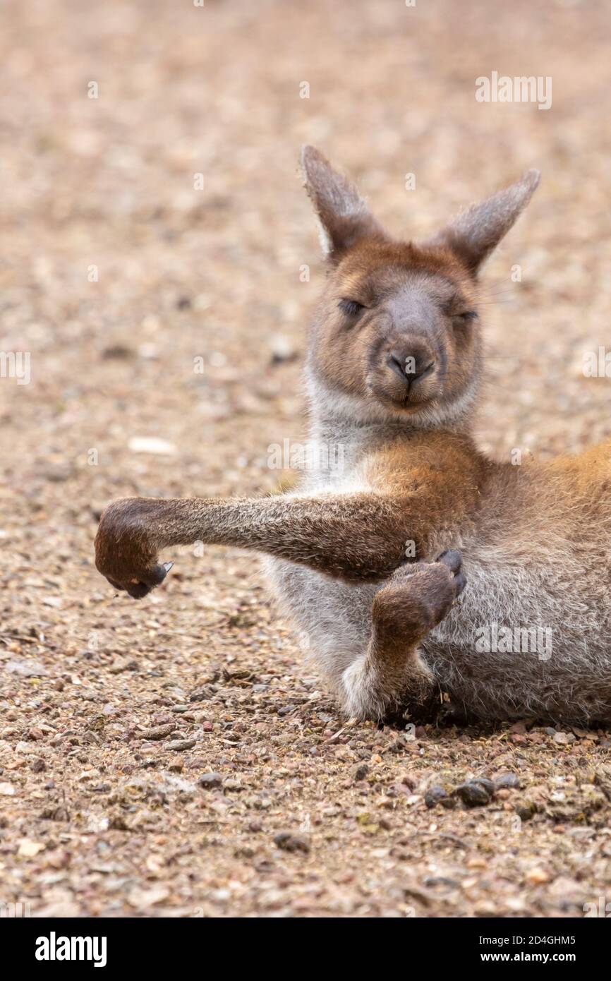 Legen Sie westliches graues Känguru im John Forrest National Park, Perth, Western Australia Stockfoto