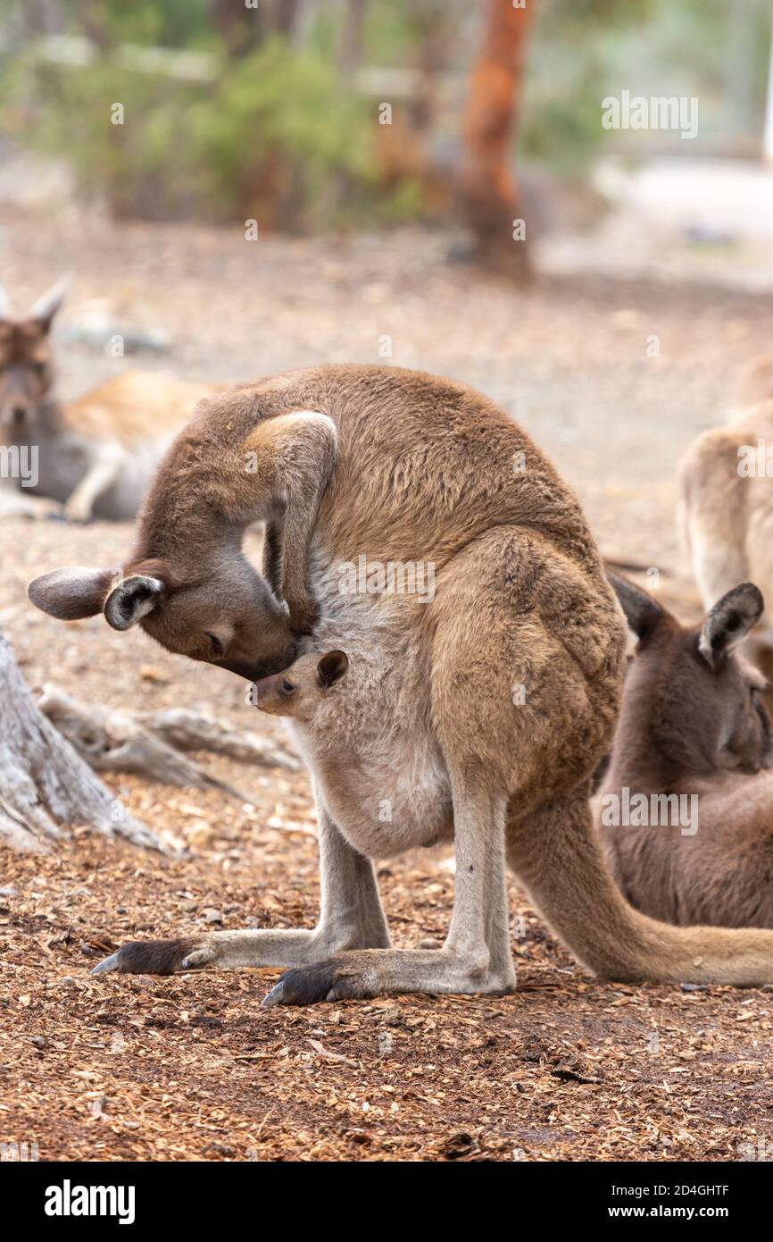 Westliches graues Känguru mit Joey im John Forrest National Park, Perth, Western Australia Stockfoto