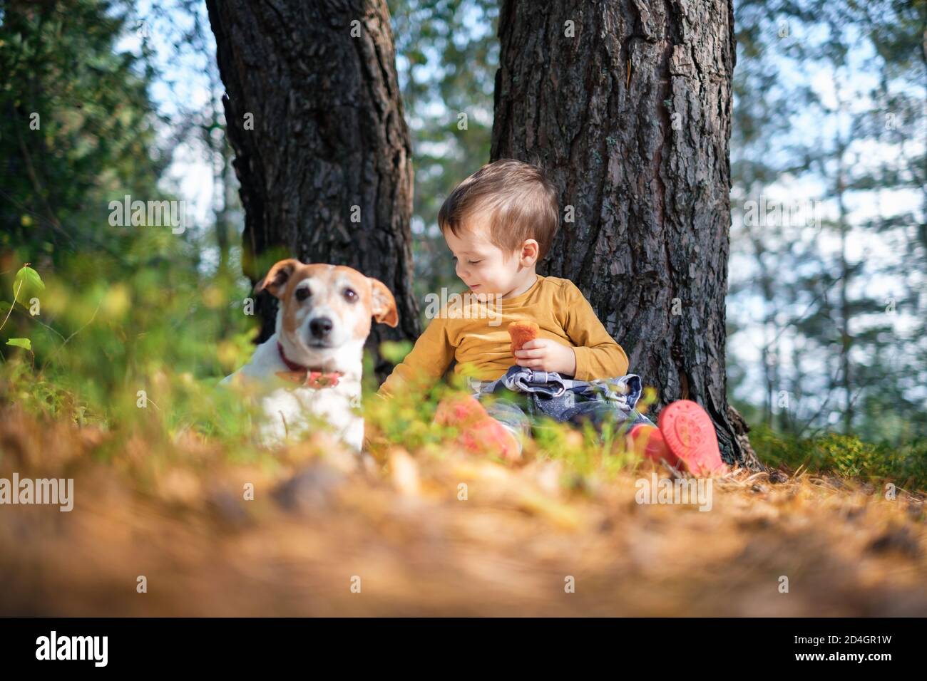 Kleines Kind in gelben Pullover mit weißen Hund Welpen Rasse Jack russel Terrier im Herbst Wald. Kindheit mit Haustieren Konzept Stockfoto