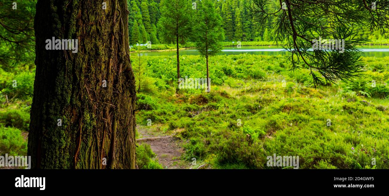 Lagoa do Canario. Blick auf die grüne Lagune des Kanarischen Sees in Sao Miguel Insel, Azoren, Portugal auf einem schönen sonnigen sagen Stockfoto