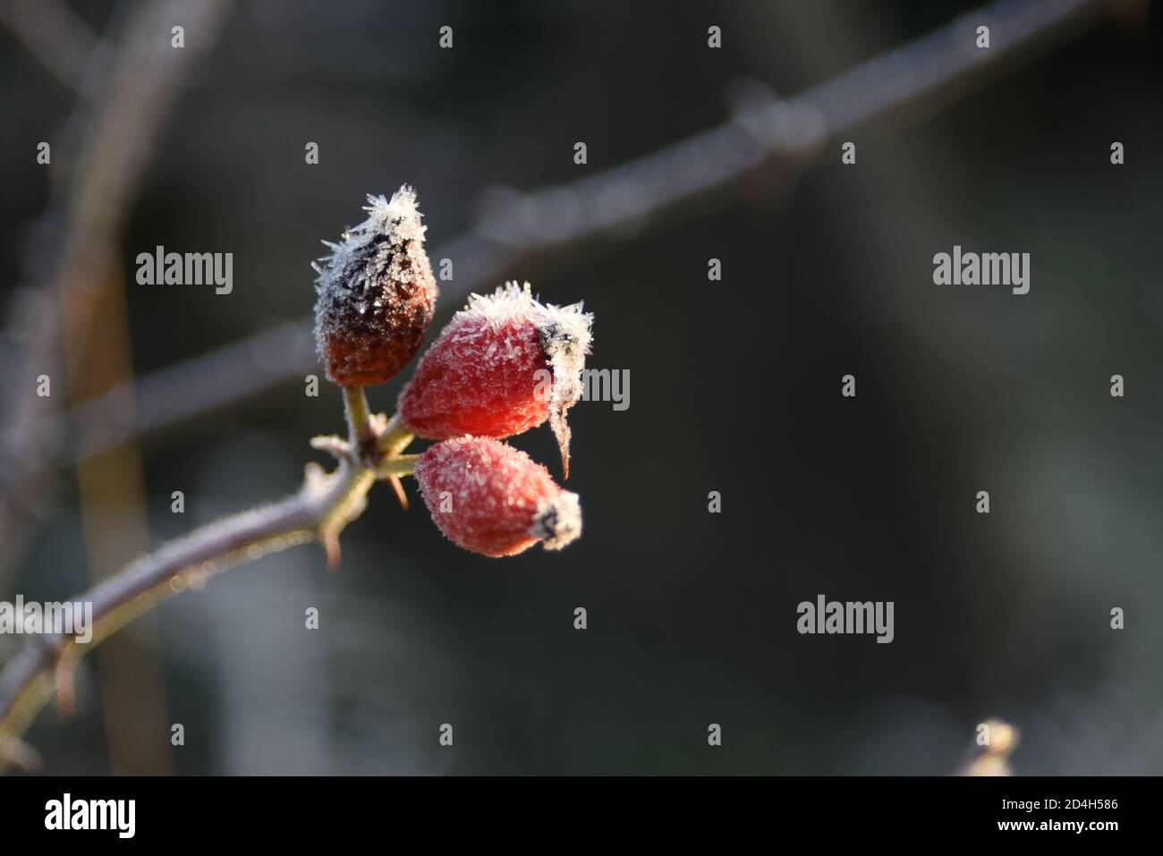 Hagebutten mit Frost bedeckt Stockfoto