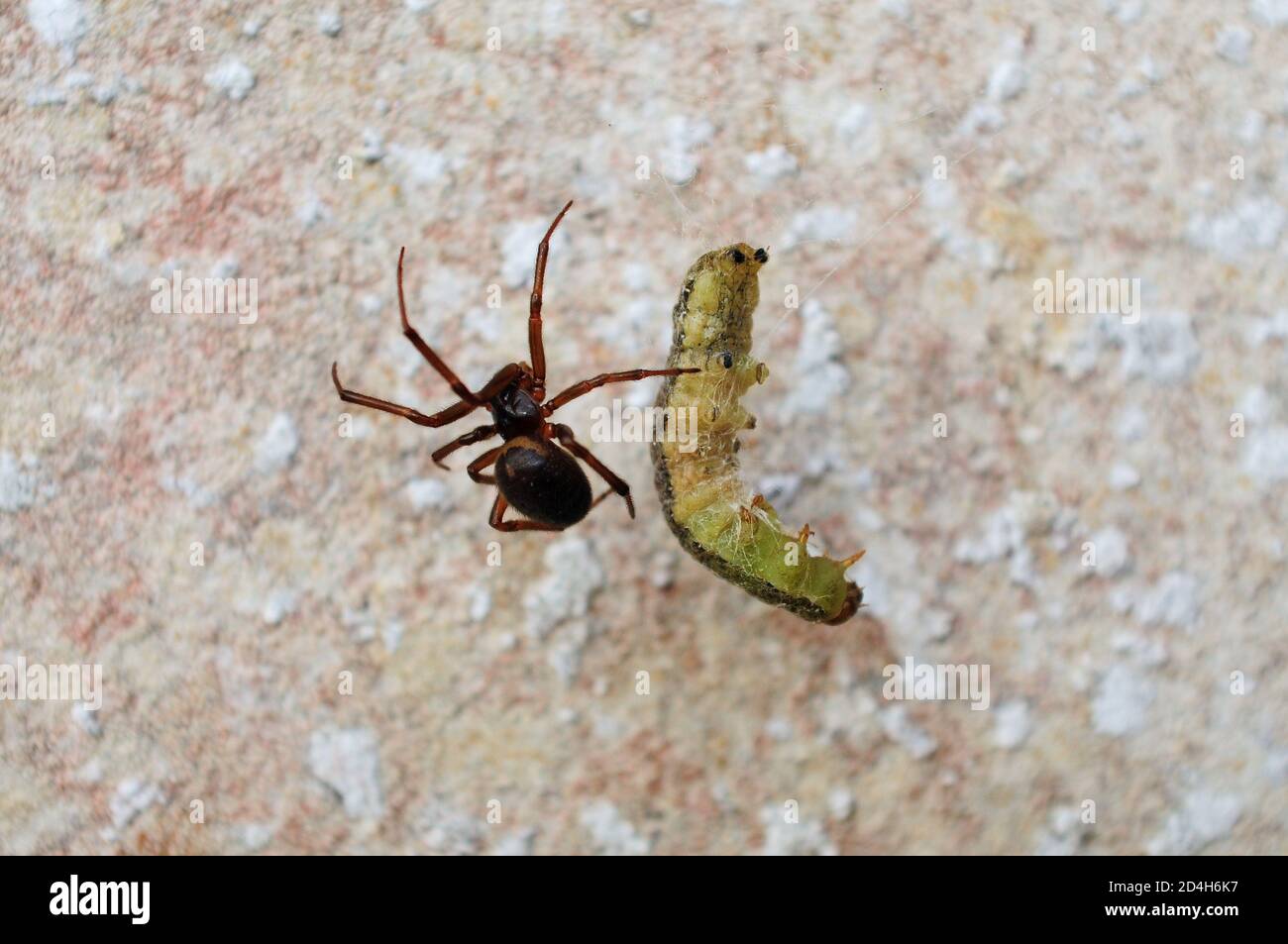 Isle of Portland. August 2020. Britische Spinnen, EINE edle falsche Witwe Spinne ( Steatoda Nobilis) wickelt eine Raupe in seinem Netz gefangen. Kredit: Stockfoto