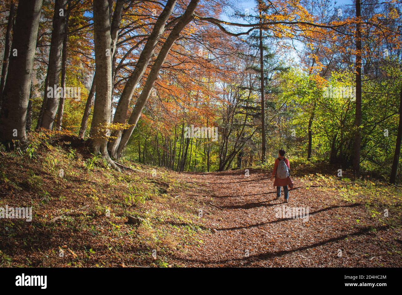 Wald Holz Baum Herbst Stockfoto