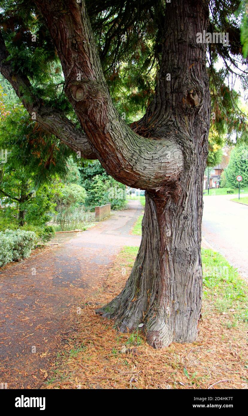 Riesige Äste an der Basis einer Reifen Tanne in einer Straße in Riddlesdown Surrey England Großbritannien Stockfoto