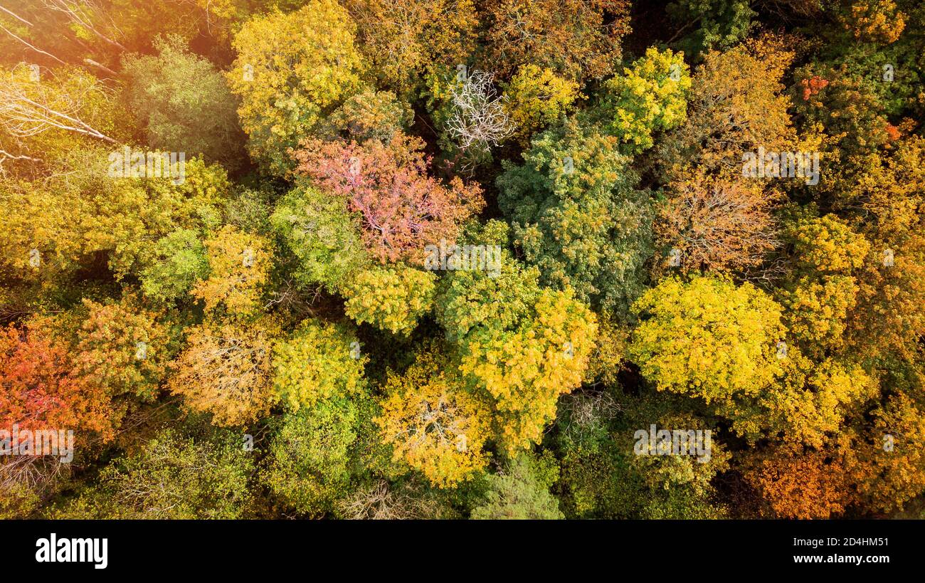 goldener Herbst, Herbstwald Bäume. Luftaufnahme von oben Stockfoto