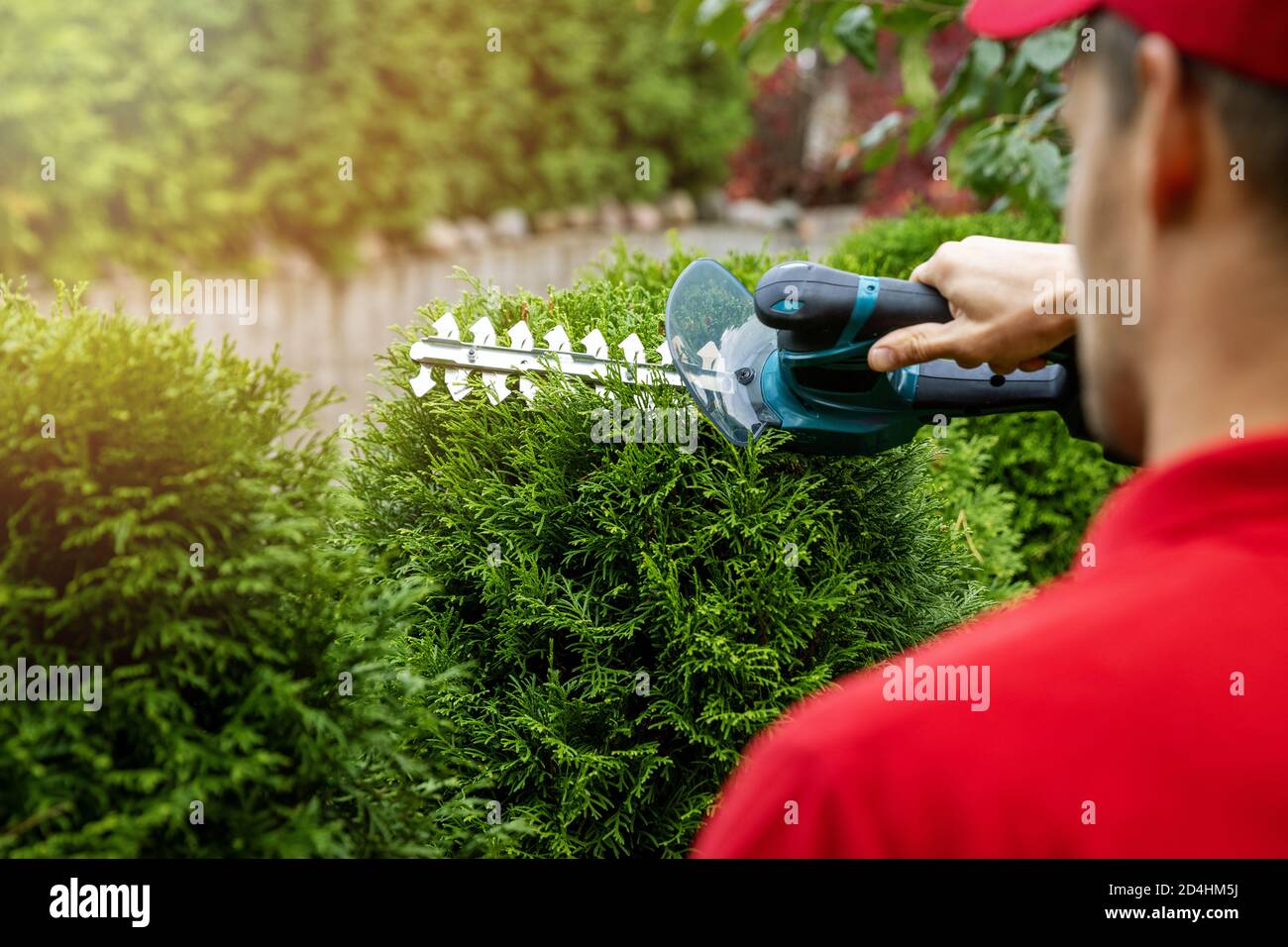 Thuja beschneiden -Fotos und -Bildmaterial in hoher Auflsung  Alamy