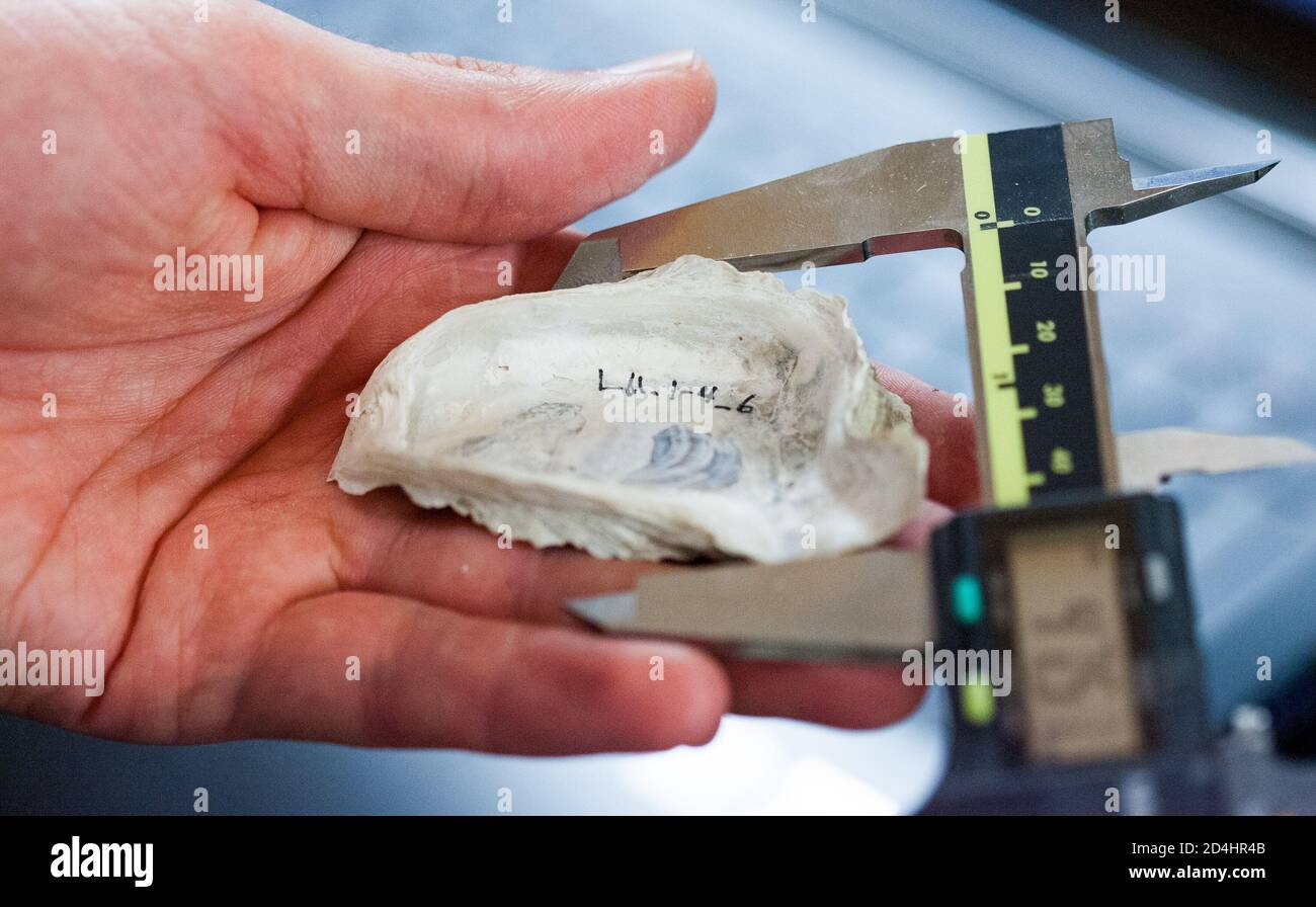 Ein Wissenschaftler misst die Größe einer alten Austernschale, die aus der Tiefe eines Salzsumpfes gegraben wurde, um frühere Umweltbedingungen zu beurteilen Stockfoto
