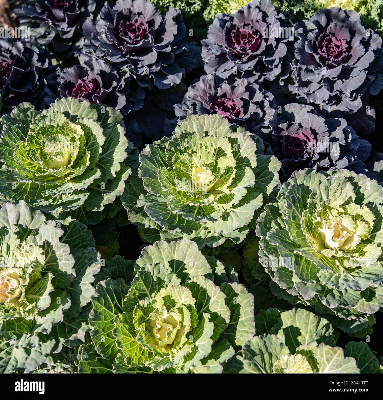 Dekorativer Grünkohl zum Verkauf auf dem lokalen Bauernmarkt bereit für Herbstpflanzen. Stockfoto