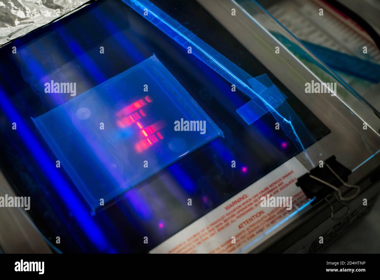 Verschiedene Molekulargewichtsproteinband durch Gel Elektrophorese getrennt, Beleuchtung des Gels mit UV-Licht Stockfoto