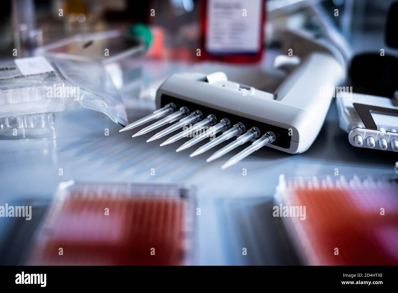 Mehrkanalpipetten laden Proben in pcr-Mikrotiterplatte mit 96 Wells / Mehrkanalpipette Laden von biologischen Proben in Mikrotiterplatte für Testen Sie im Stockfoto