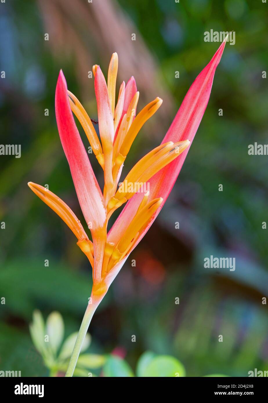 Bird Of Paradise Stockfoto