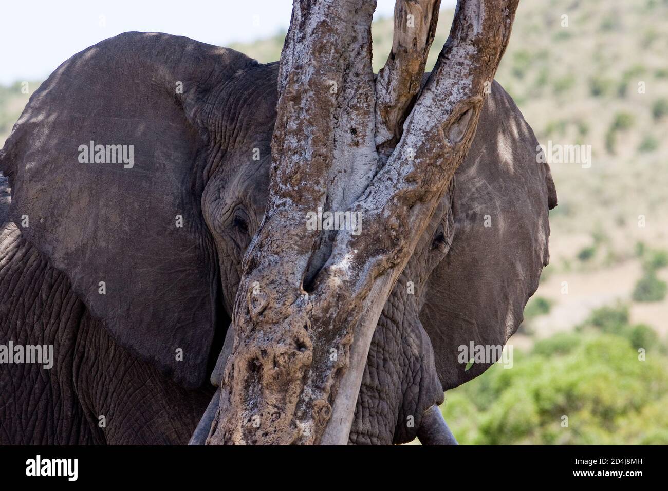 Ein afrikanischer Buschelefant (Loxodonta africana) Versucht und versagt, sich hinter einem Baum zu verstecken, der es nicht tut Verdecken Sie sogar ihre Augen in der Masai Mara in Kenia Stockfoto