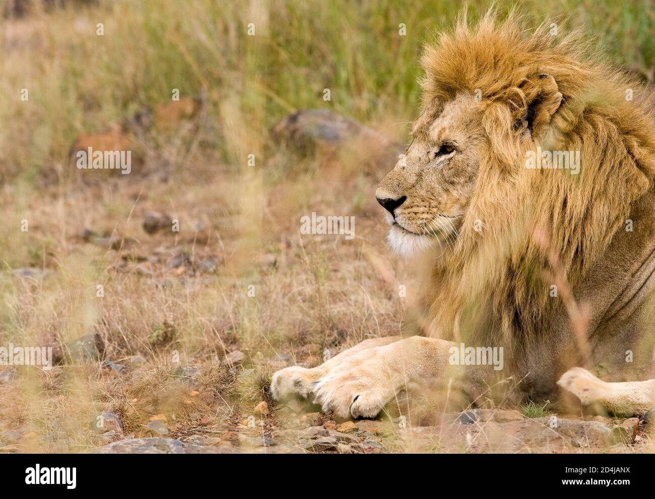 Ein Löwe mit einer hübschen beigen Mähne sitzt vor braunen, beigen und grünen Gräsern in der Masai Mara in Kenia Stockfoto