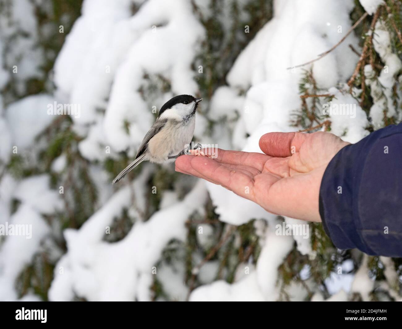 Willow Tit, Poecile montanus kommen zu Essen in der Hand, Kuusamo, Finnland, Winter Stockfoto