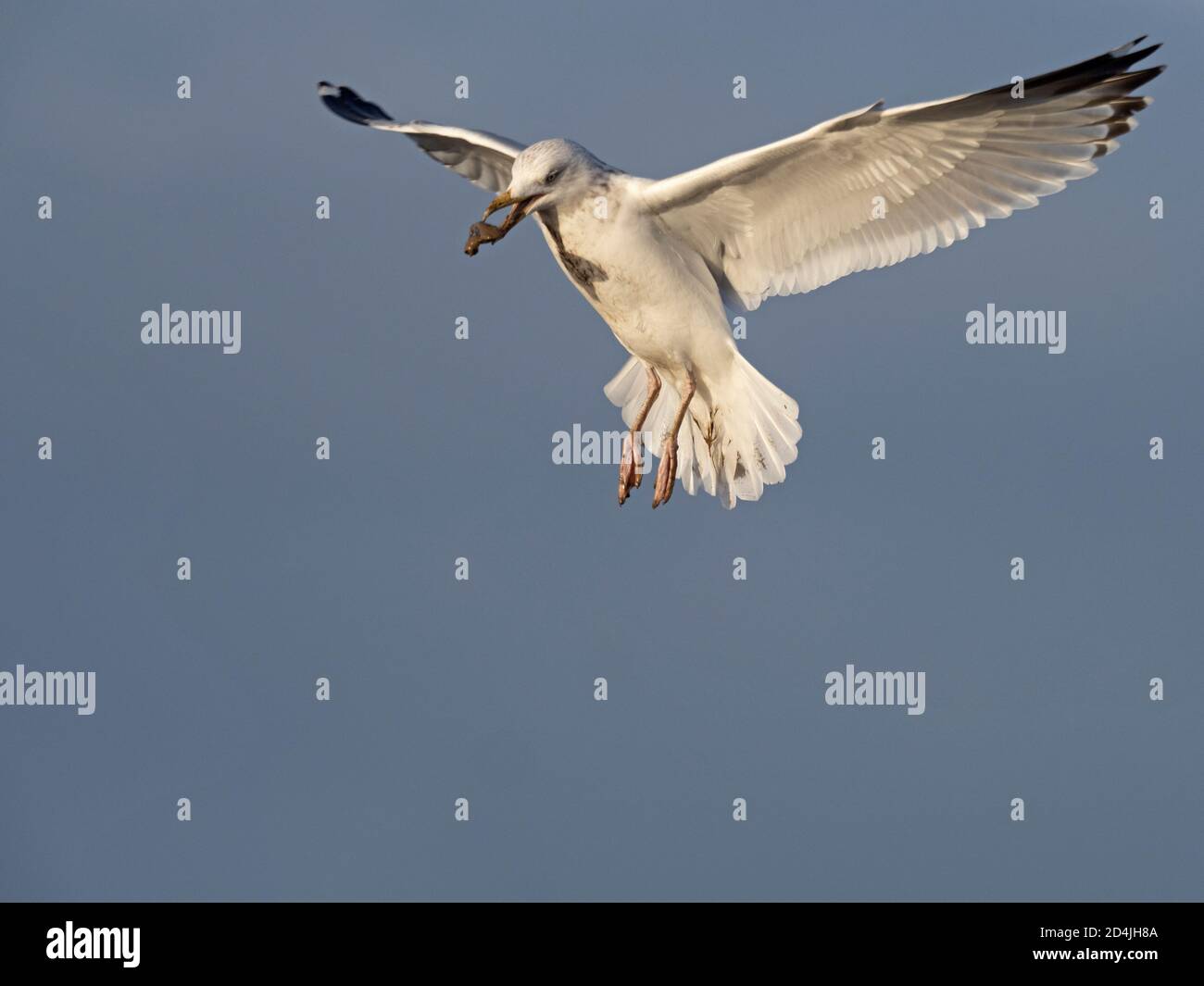 Hering Gull, Larus argentatus, Falling Muschelschale am Strand zu öffnen, Brancaster, Norfolk, Winter Stockfoto