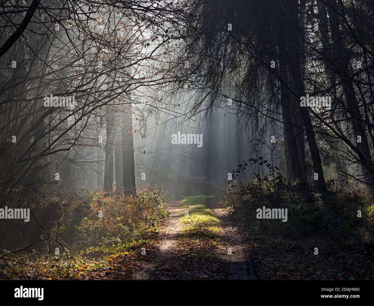 Weg durch den Wald North Norfolk Spätherbst Stockfoto
