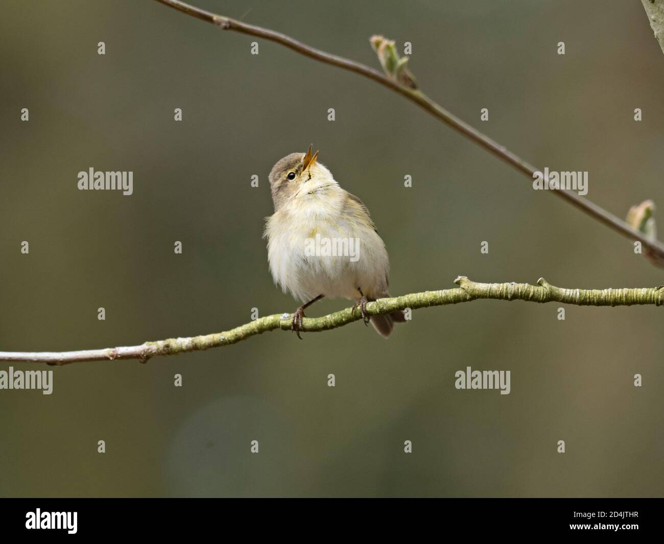 Chiffchaff, Phylloscopus collybita, im Lied im frühen Frühjahr, North Norfolk Stockfoto