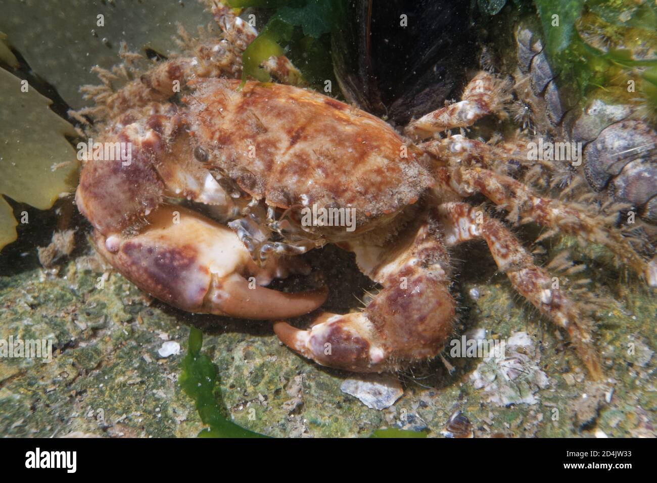 Hairy Crab (Pilumnus hirtellus) unter Algen Wedel in einem Felsen Pool, The Gower, Wales, Großbritannien, August. Stockfoto