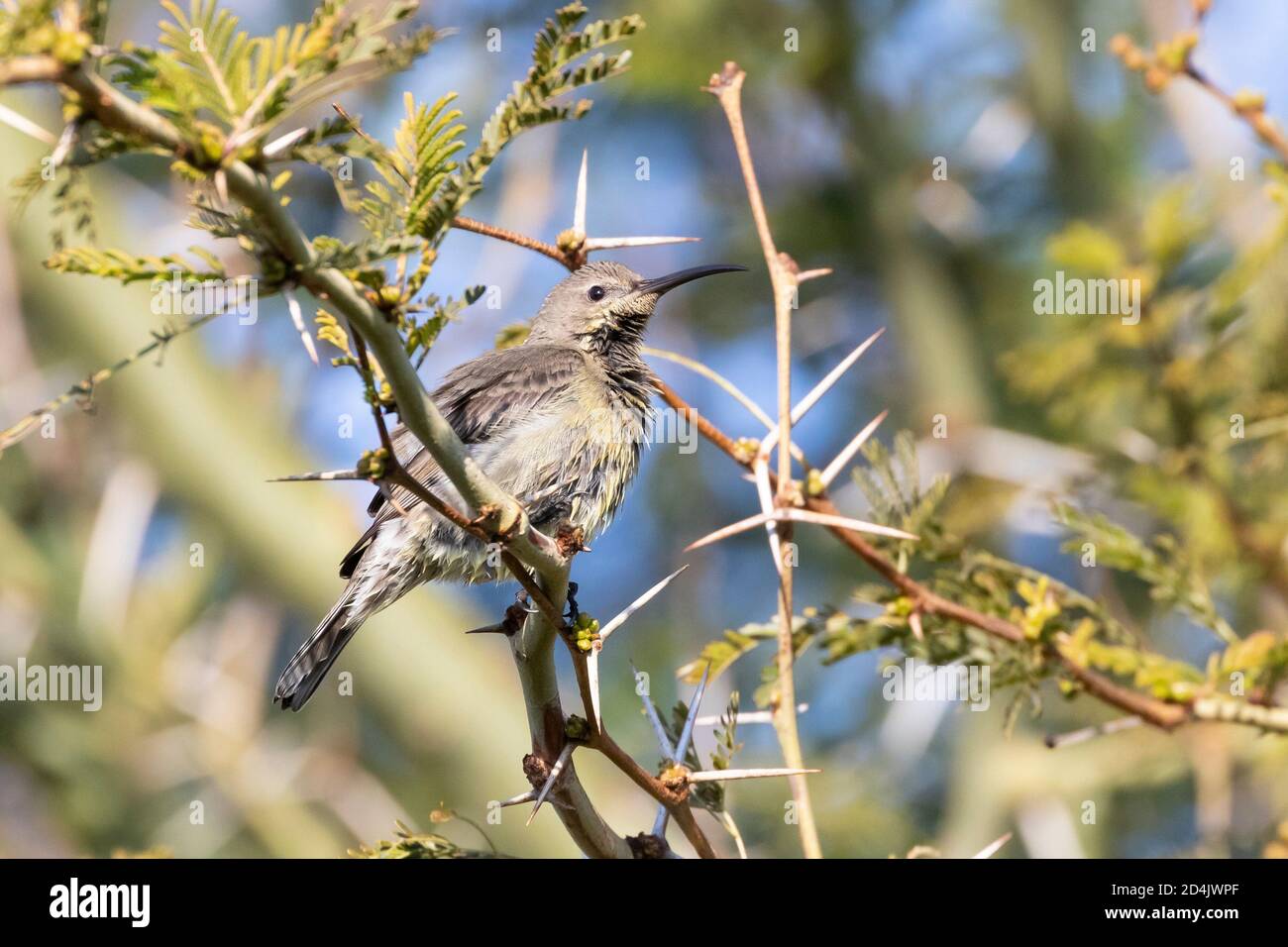 Nasser weiblicher Malachit-Sonnenvogel (Nectarinia famosa famosa) in Fever Tree, Robertson, Western Cape, Südafrika Stockfoto