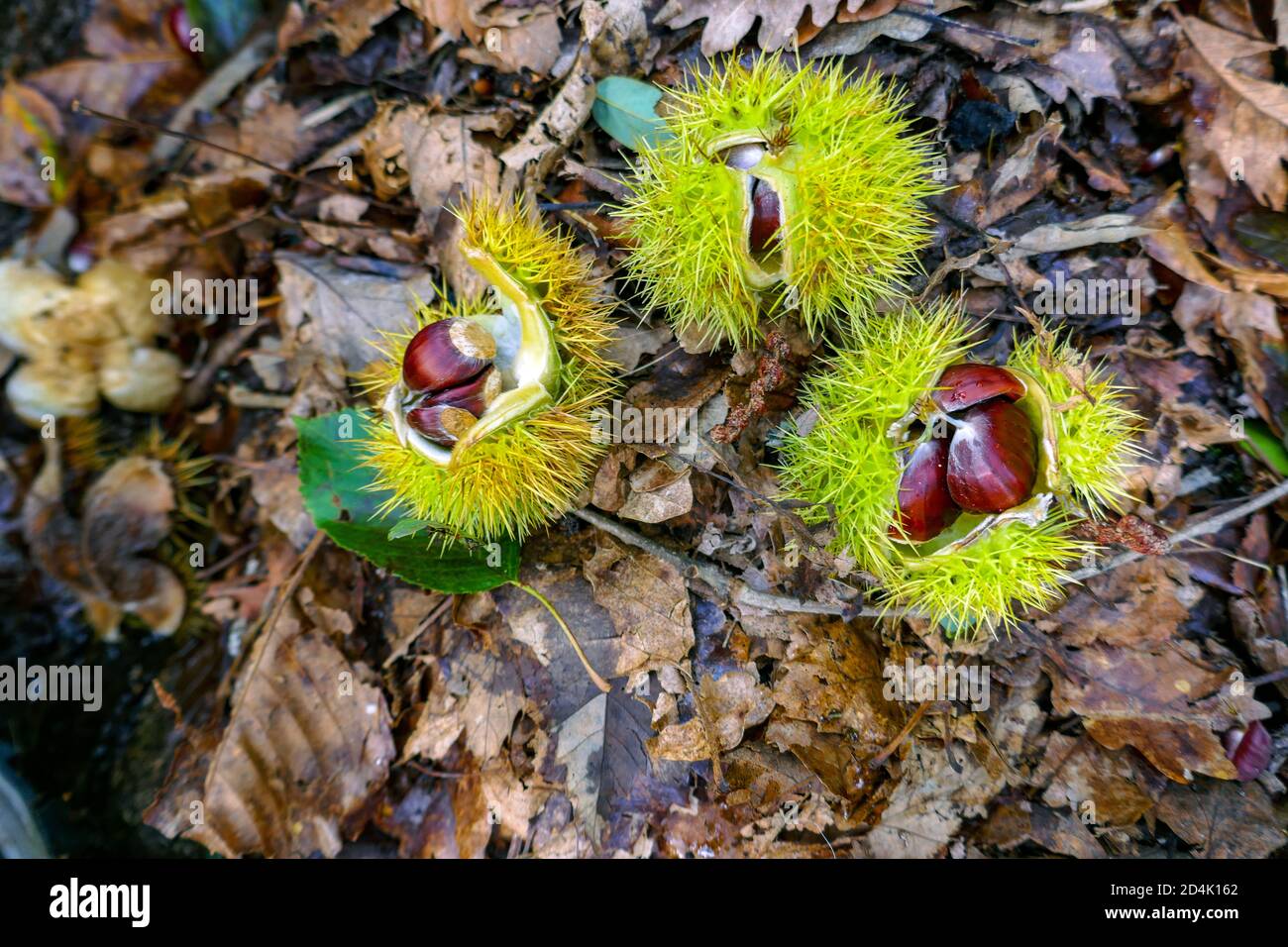 Süße Kastanienfrucht im Herbst, Auzat, Ariege, Frankreich Stockfoto