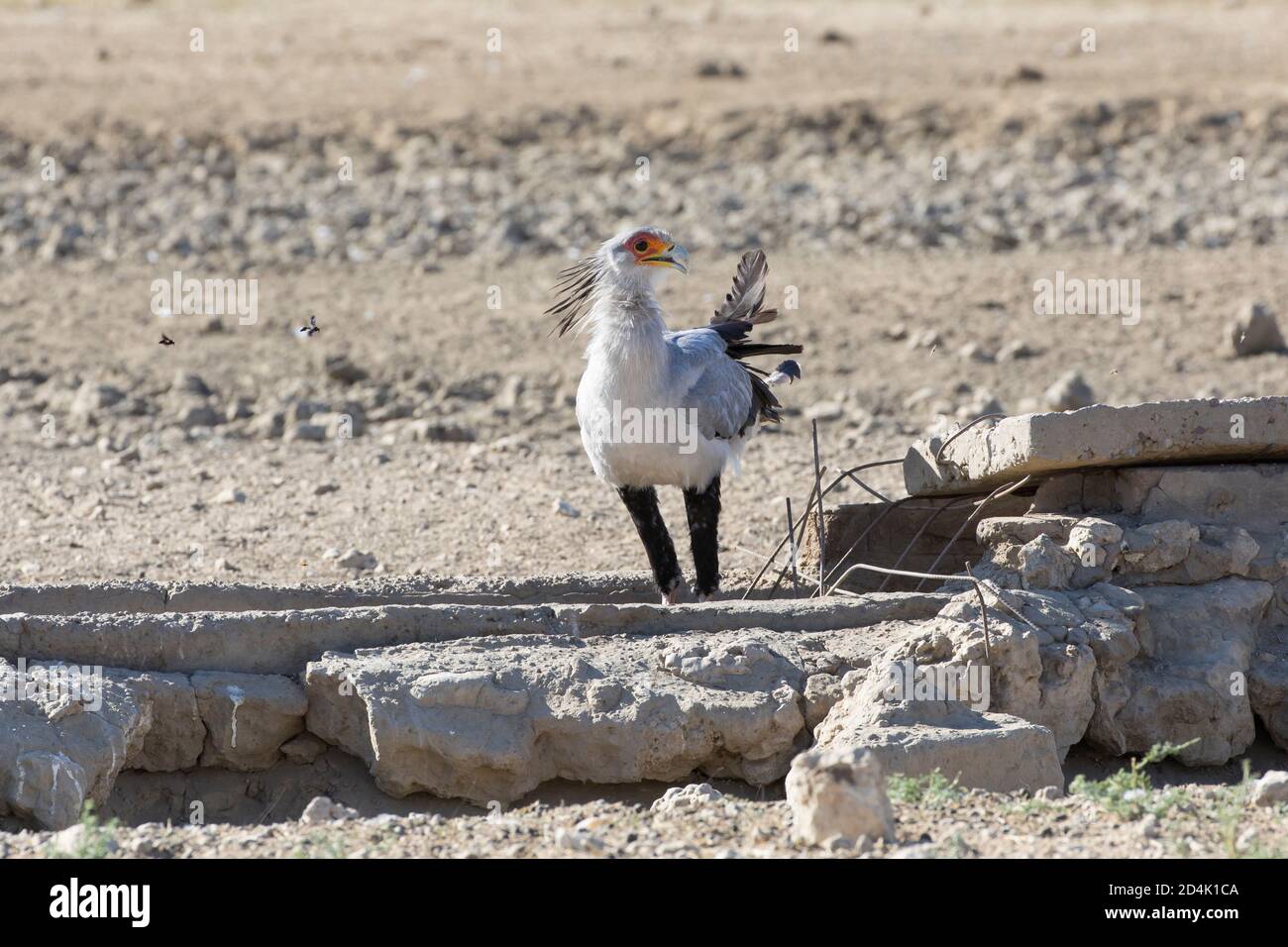 Secretarybird / Secretary Bird (Sagittarius serpentarius) am Wasserloch, Kglagadi Transfrontier Park, Kalahari, Nordkap, Südafrika ist Trubel Stockfoto