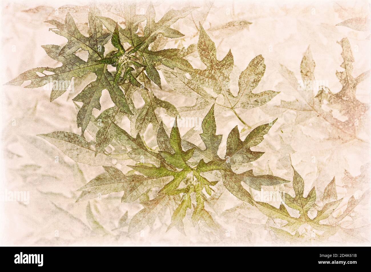 Einheimische Vegetation am Straßenrand von Texas mit einem Vintage- oder Antikgefühl, da sie von leuchtendem Grün in fast transparente Sepia-Töne verblassen. Stockfoto