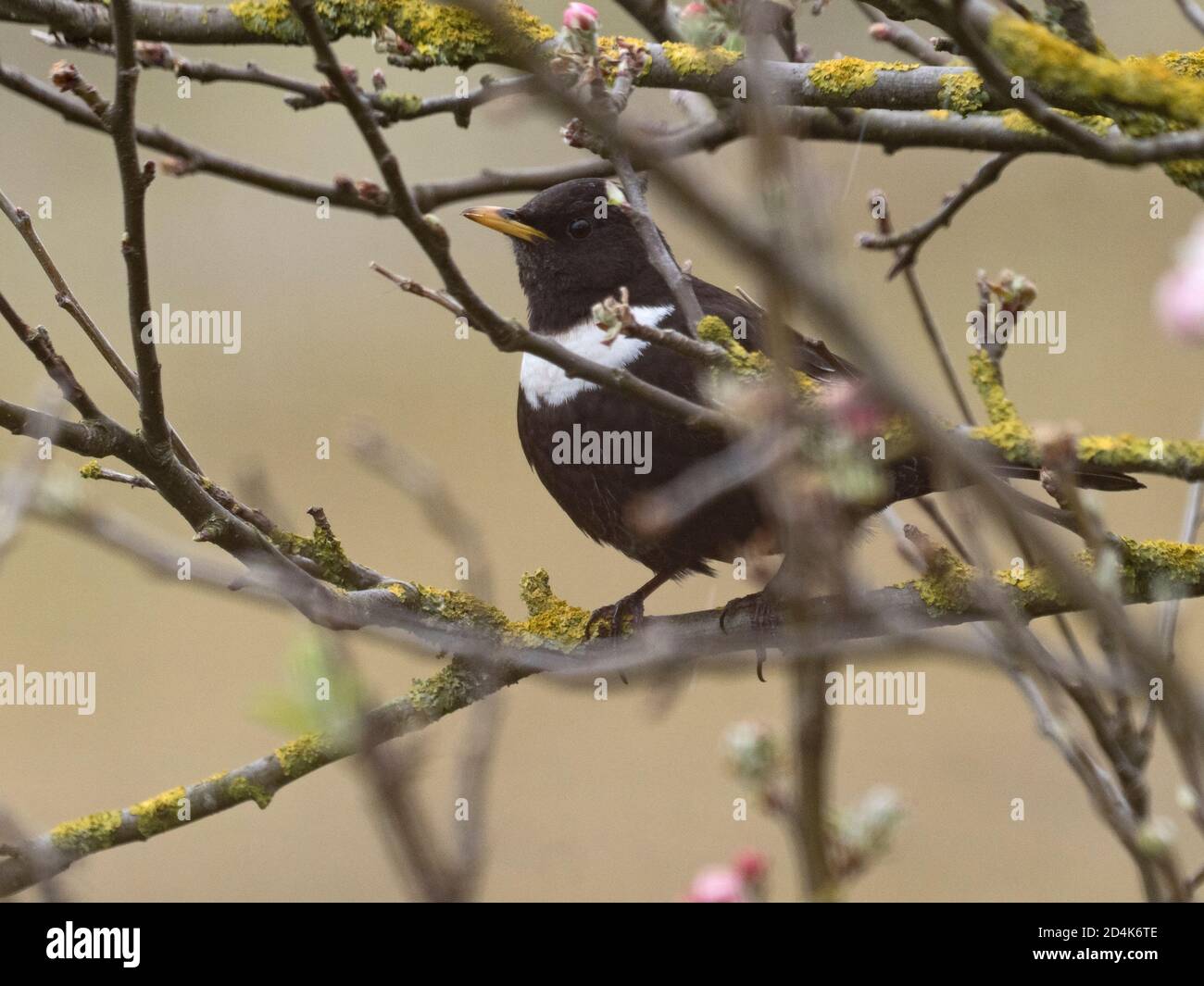 Ring Ouzel, Turdus torquatus Migrant in Dünen auf Gun Hill, Burnham Overy, Norfolk, April Stockfoto