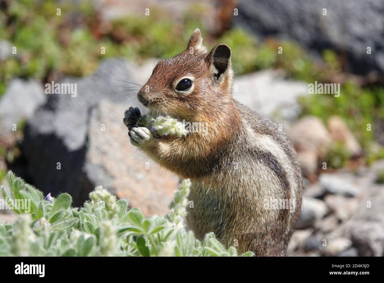 Kaskade-Goldmantelhörnchen (Spermophilus saturatus) Essen Sie eine Blume im Mount Rainier National Park Stockfoto