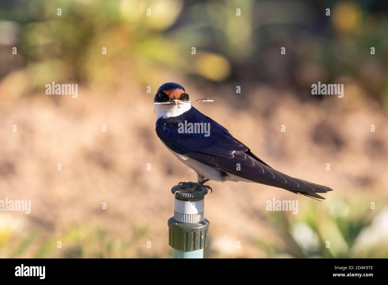 Weißkehlschwalbe (Hirundo albigularis) mit Zweig im Schnabel für Nistmaterial, Western Cape, Südafrika Stockfoto