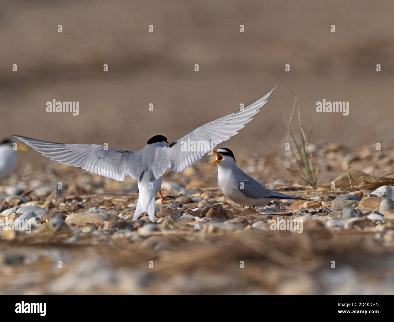 Little Tern, Sternula albifrons, North Norfolk May Stockfoto