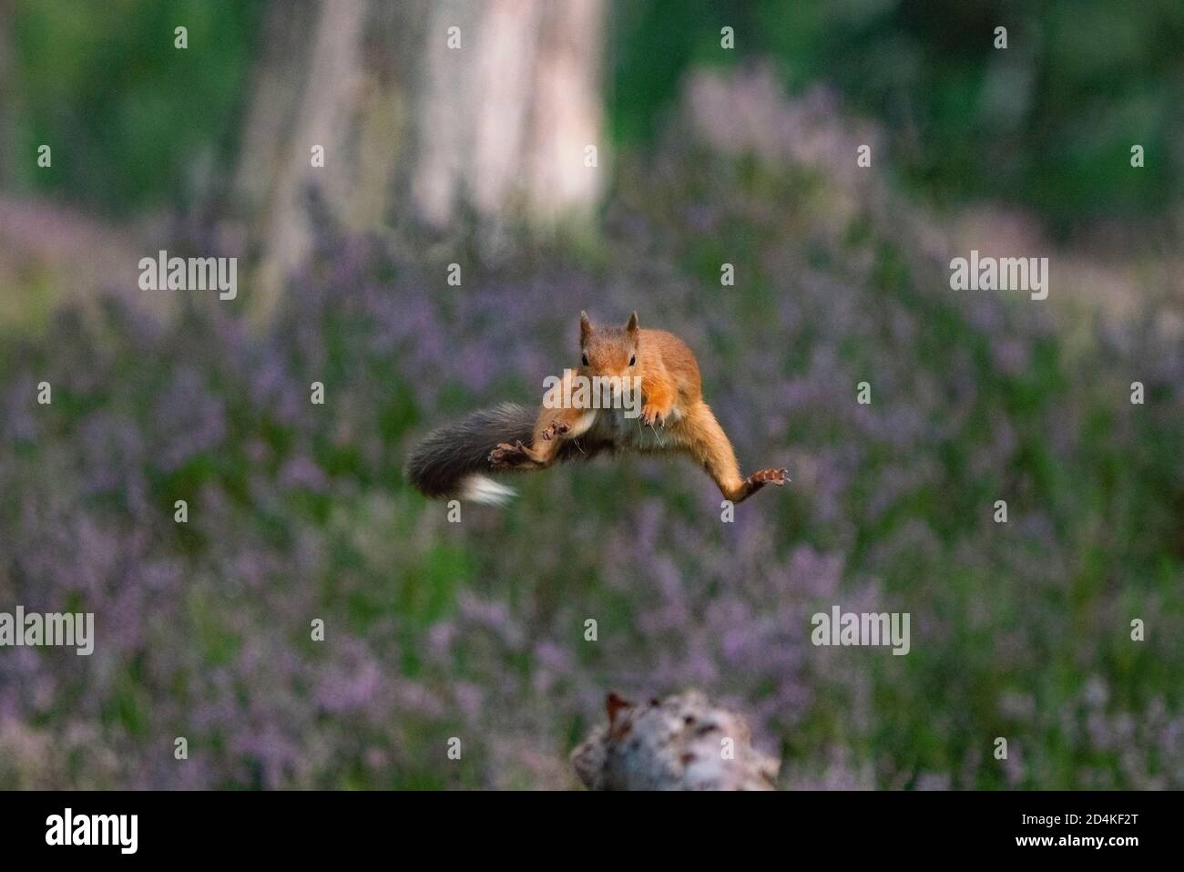 Red Squirrel, Sciurus vulgaris im Caledonian Pine Forest, Cairngorms National Park, Scottish Highlands Spätsommer Stockfoto