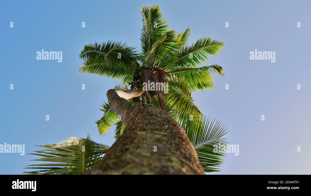 Blick auf den hohen tropischen Kokosnussbaum (Cocos nucifera) von unten mit verdrehtem Stamm, Kokosnussfrüchten, grünen, im Wind winkenden Blättern in La Digue, Seychellen. Stockfoto